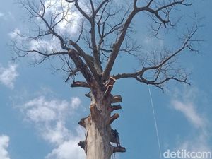 Ternyata, Penebangan Pohon Randu Alas 3 Abad Klaten Jadi Dilema Ternyata, Penebangan Pohon Randu Alas 3 Abad Klaten Jadi Dilema