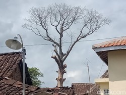 Melihat Lebih Dekat Pohon Randu Alas Raksasa Berusia 3 Abad di Klaten