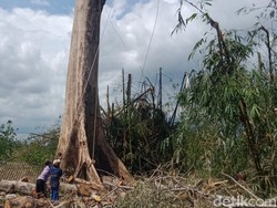 Randu Alas 3 Abad di Klaten Tuntas Dipangkas, Telan 2 Gergaji Mesin