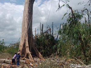 Randu Alas 3 Abad di Klaten Tuntas Dipangkas, Telan 2 Gergaji Mesin Randu Alas 3 Abad di Klaten Tuntas Dipangkas, Telan 2 Gergaji Mesin