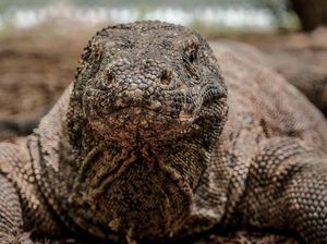 Tarif Wisata di Pulau Komodo Naik: WNI Rp 300 Ribu, WNA Rp 450 Ribu Tarif Wisata di Pulau Komodo Naik: WNI Rp 300 Ribu, WNA Rp 450 Ribu