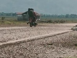 Viral Fenomena Langka Jutaan Belalang Serbu Kawasan Amfoang Kupang