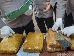 Polisi Bongkar Aksi Pria Bandung Timbun 6 Kilo Ganja di Hutan