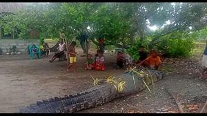 Penampakan Buaya Muara Raksasa yang Ditangkap-Gegerkan Warga Amfoang