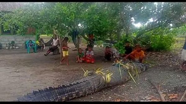 Penampakan Buaya Muara Raksasa yang Ditangkap-Gegerkan Warga Amfoang