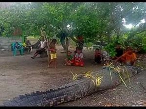 Penampakan Buaya Muara Raksasa yang Ditangkap-Gegerkan Warga Amfoang Penampakan Buaya Muara Raksasa yang Ditangkap-Gegerkan Warga Amfoang