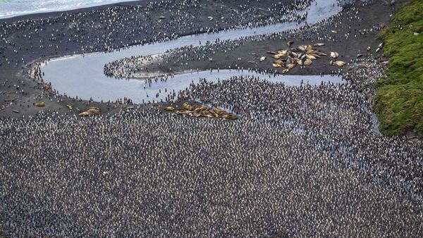 Ribuan Penguin Menyemut di Kepulauan Crozet Samudera Hindia