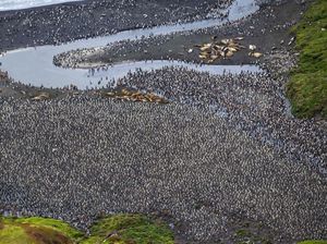 Ribuan Penguin Menyemut di Kepulauan Crozet Samudera Hindia Ribuan Penguin Menyemut di Kepulauan Crozet Samudera Hindia