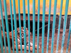 Sidak Harimau Juve di Ragunan, Animal Defender Punya Penilaian Berbeda