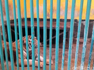 Sidak Harimau Juve di Ragunan, Animal Defender Punya Penilaian Berbeda Sidak Harimau Juve di Ragunan, Animal Defender Punya Penilaian Berbeda
