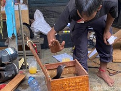 Begini Rasa dan Efek Digigit King Cobra