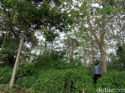 Eti Sulastri, 19 Tahun Ubah Bukit Tandus di Tasik Menjadi Hijau