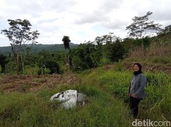Kerja Keras Eti Sulastri Jaga Bukit Goong Tasik dari Kematian