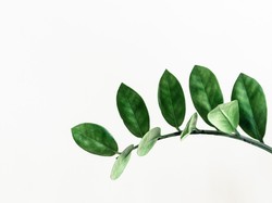 Mengenal Kloroplas: Fungsi, Struktur, dan Cara Kerjanya