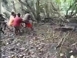 Buaya Muara Raksasa Bikin Geger Warga Amfoang Berbobot 6 Kuintal