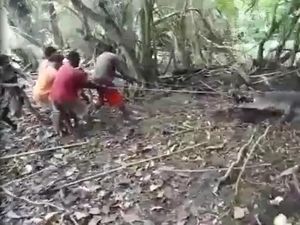 Tegang! Detik-detik Warga Tangkap Buaya Besar di Kupang Tegang! Detik-detik Warga Tangkap Buaya Besar di Kupang