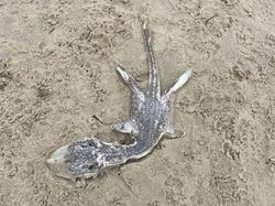 Makhluk Aneh Ditemukan di Pantai, Bentuknya Mirip Monster Loch Ness!