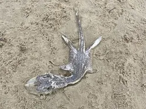 Makhluk Aneh Ditemukan di Pantai, Bentuknya Mirip Monster Loch Ness! Makhluk Aneh Ditemukan di Pantai, Bentuknya Mirip Monster Loch Ness!