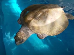 7 Hewan yang Andalkan Magnet Bumi untuk Navigasi