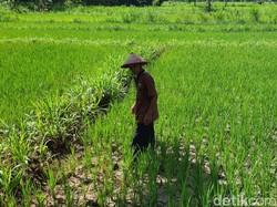 Duh! Pendapatan per Kapita di Gunungkidul Cuma Rp 1,6 Juta Sebulan