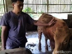 Sapi di Boyolali Terpapar Virus LSD, Dinas Peternakan: Seminggu Bisa Sembuh