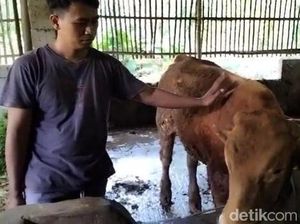Sapi di Boyolali Terpapar Virus LSD, Dinas Peternakan: Seminggu Bisa Sembuh Sapi di Boyolali Terpapar Virus LSD, Dinas Peternakan: Seminggu Bisa Sembuh