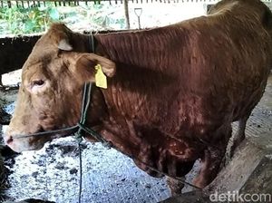 Puluhan Sapi di 20 Kecamatan Sragen Positif LSD, 3 Dilaporkan Mati Puluhan Sapi di 20 Kecamatan Sragen Positif LSD, 3 Dilaporkan Mati