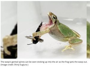 Studi: Tawon Ini Pakai Alat Genitalnya untuk Kabur dari Predator