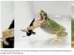 Studi: Tawon Ini Pakai Alat Genitalnya untuk Kabur dari Predator