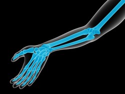 Organ Gerak Manusia: Tulang, Sendi, Otot serta Kelainan dan Gangguannya