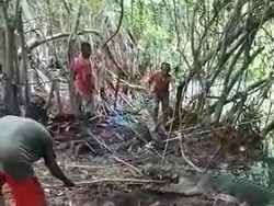 Video Warga Tangkap Buaya Muara Raksasa di Amfoang