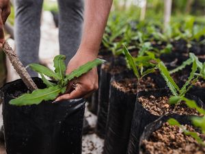 Jurusan Agroteknologi: Daftar Kampus Hingga Prospek Kerjanya