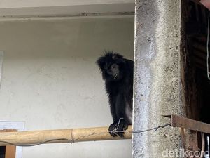 Lutung yang Hebohkan Warga Sukabumi Ditangkap Pakai Jaring Ikan Lutung yang Hebohkan Warga Sukabumi Ditangkap Pakai Jaring Ikan