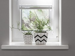 Mistletoe Itu Apa? Ini Makna dan Sejarahnya sebagai Hiasan Natal