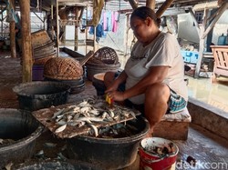 Semangat Emak-emak Indramayu Olah Ikan Manis di Tengah Rob