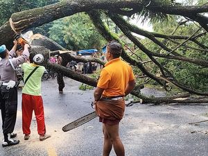 Pohon Suar Tua Tumbang, Jalur Denpasar-Gilimanuk Lumpuh Hampir Sejam