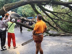 Pohon Suar Tua Tumbang, Jalur Denpasar-Gilimanuk Lumpuh Hampir Sejam