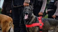 Polisi Berkuda-Anjing Pelacak Ikut Apel Operasi Lilin