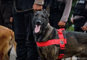 Polisi Berkuda-Anjing Pelacak Ikut Apel Operasi Lilin Polisi Berkuda-Anjing Pelacak Ikut Apel Operasi Lilin