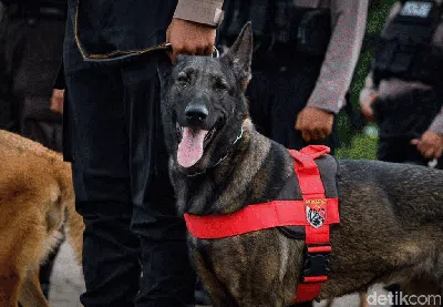 Polisi Berkuda-Anjing Pelacak Ikut Apel Operasi Lilin