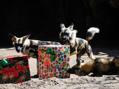 Saat Satwa Kebun Binatang Guatemala Terima Kado Natal, Gemas Banget