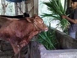 104 Sapi di Boyolali Kena LSD Sejak Oktober, Disnakan: Penyebarannya Sporadis