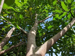 Manfaat Kayu Gaharu Asli Indonesia yang Harganya Sangat Mahal