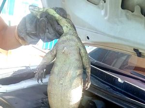 Jabar Hari Ini: Heboh Biawak di Kap Mobil Warga Karawang Jabar Hari Ini: Heboh Biawak di Kap Mobil Warga Karawang