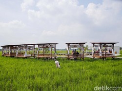 Terpukau Sawah Hijau Layaknya Ubud padahal di Tangerang
