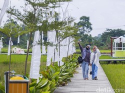Hunting Foto di Tengah Sawah, Ini Waktu Terbaik ke Guler Farm Nature