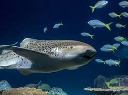 Fenomena Unik, Hiu Zebra Melahirkan Tiba-tiba Tanpa Kawin