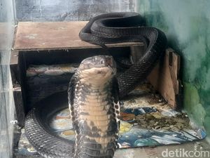Menguak Jinaknya King Cobra di Tangan Pawang