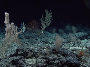 Suara Ganjil yang Muncul di Laut 32 Tahun Lalu Belum Terpecahkan