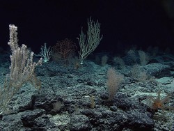 Suara Ganjil yang Muncul di Laut 32 Tahun Lalu Belum Terpecahkan